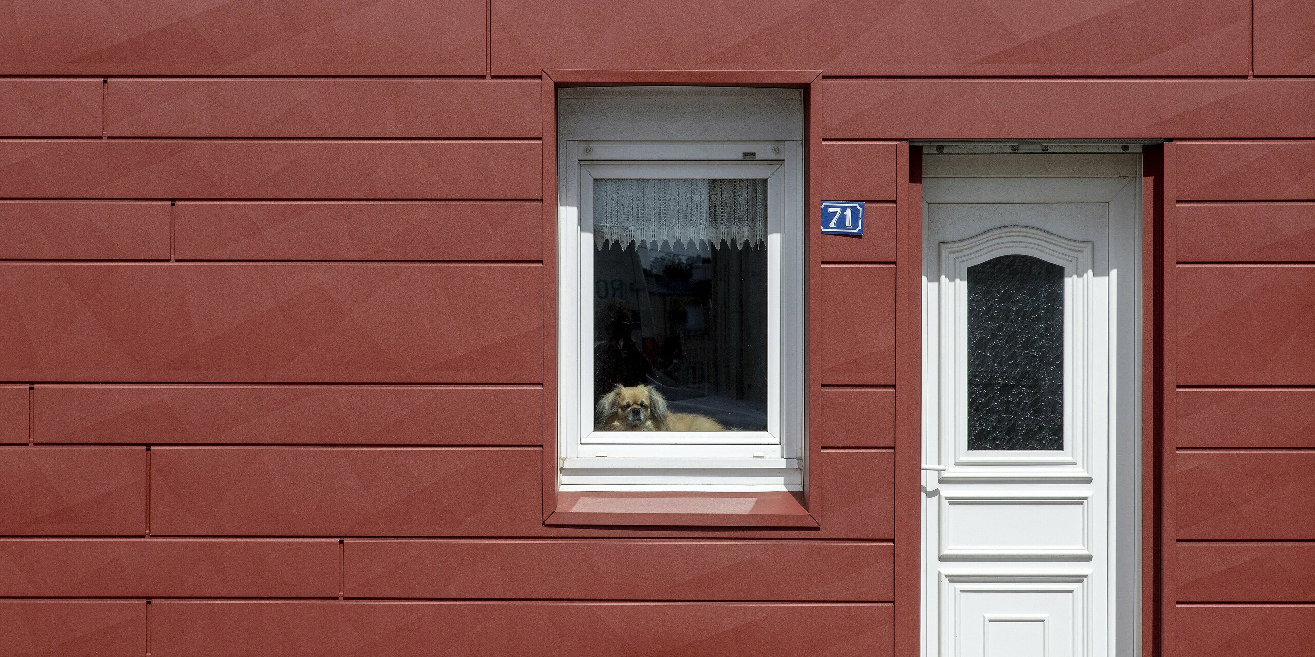 Coup de cœur : un chien curieux observe par la fenêtre d’une maison de ville récemment rénovée à Brest. La façade brille d’une teinte éclatante, la PREFA Oxydrot, associée à des encadrements de fenêtres épurés et une élégante porte blanche. La structure angulaire des panneaux Siding.X confère à la façade un design moderne et distinctif, tout en la rendant résistante aux intempéries et à la rouille.