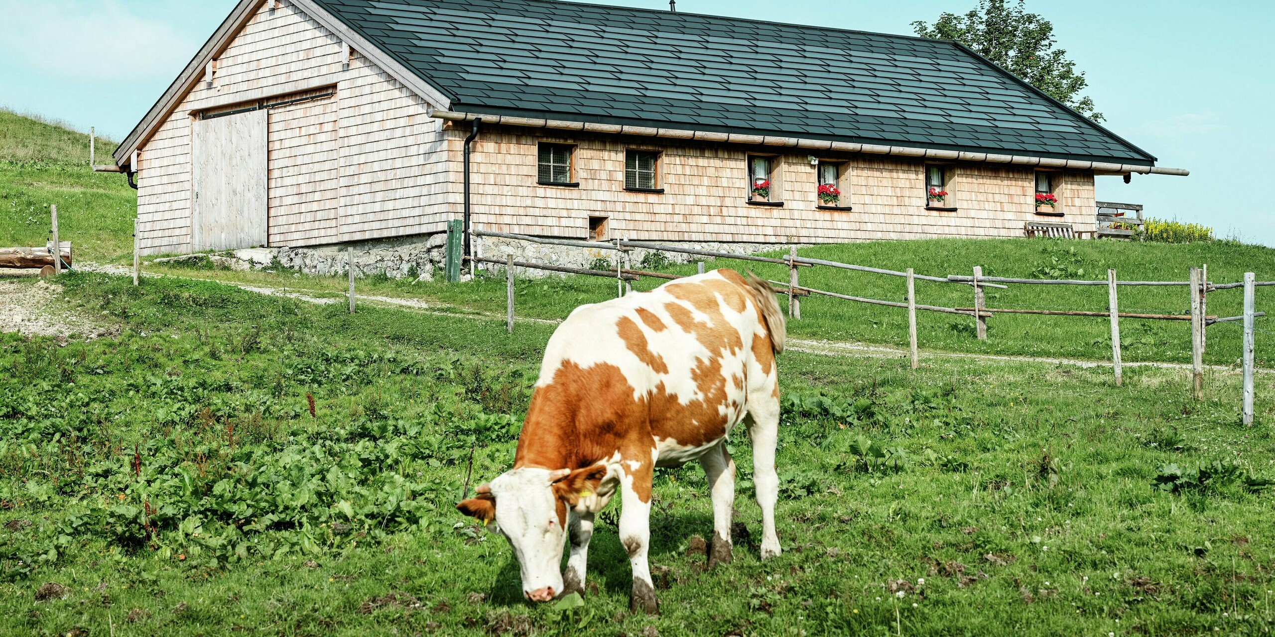 La Birkehütte idéalement située sur le Walleralm à Bayrischzell avec une vache au pâturage au premier plan. Le toit de la cabane traditionnelle en bois a été équipé de panneaux de toiture PREFA durables R.16 en P.10 noir ainsi que de tuiles solaires PREFA innovantes. La rénovation moderne du toit combine une production d'énergie durable avec une protection robuste contre les intempéries, tandis que la conception en bois et la nature environnante préservent l'atmosphère alpine rustique.