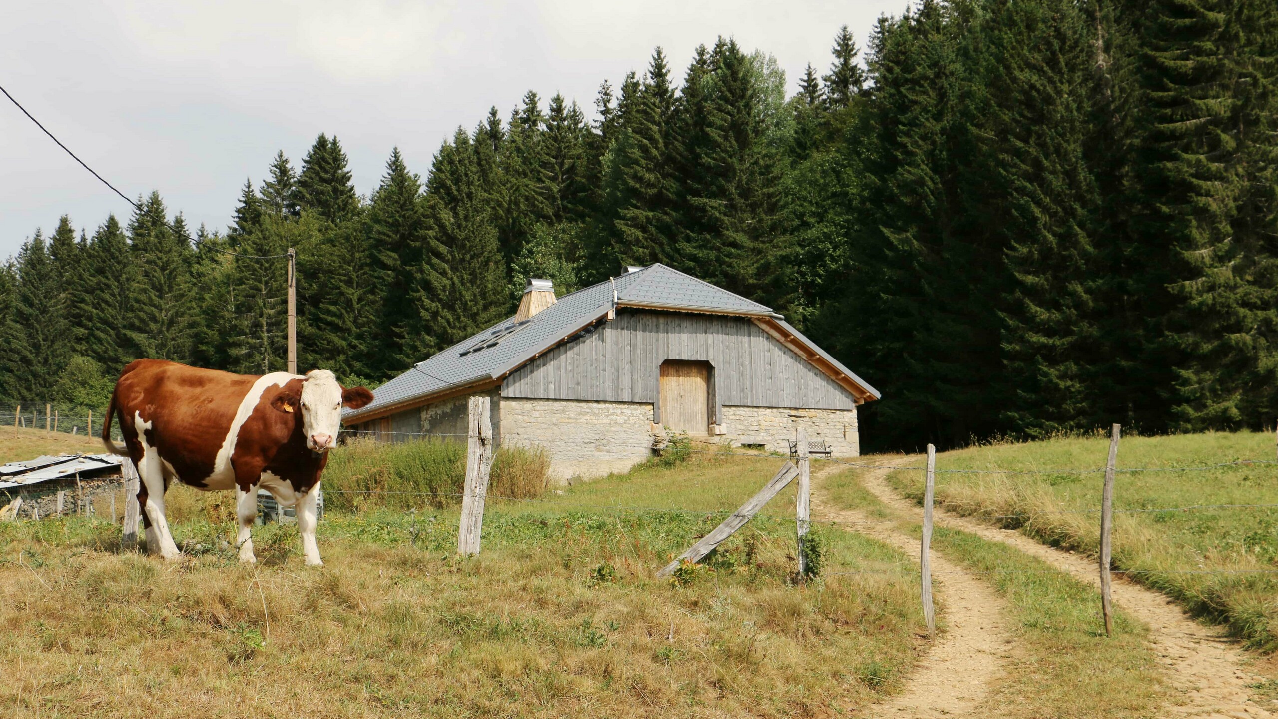 Prise de vue de la nature, avec une vache et en fond un chalet dont la couverture a été rénovée avec les tuiles en aluminium prefa choisies dans la teinte P.10 gris pierre